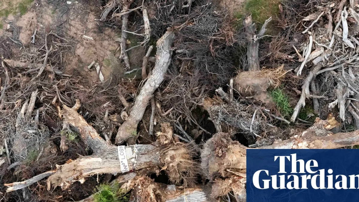 Despair after 200-year-old ‘grandmother’ tree toppled for Trump’s border wall: ‘It crushes your heart’
