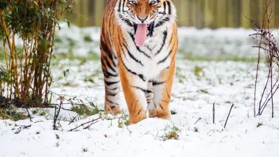 Donald Trump Posts Videos of Deadly Tiger Attack and Lions Mauling People