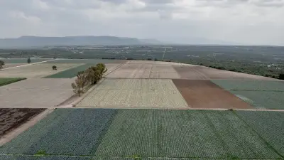 F.D.A. Found Cyclospora During Taylor Farms Inspection in Mexico
