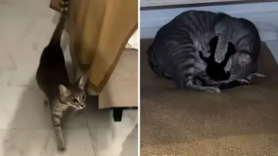 Woman Finds Stray Cat in Hotel Room, Then Comes Unexpected Arrival