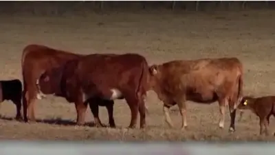 Ranchers claim ICE operations are disrupting the cattle industry
