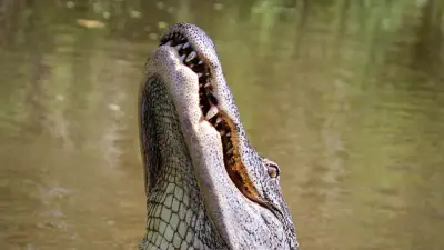 Monstrous Alligator Fatally Attacks Senior Fishing Along Lake Shoreline in Central Florida