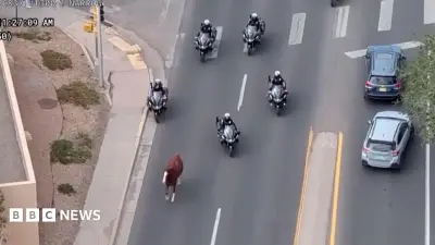 Runaway horse captured by police on motorbikes